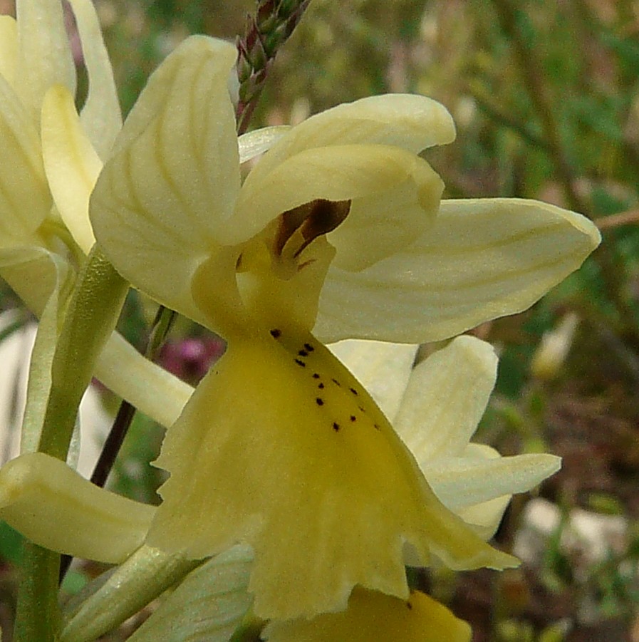 Orchis pauciflora